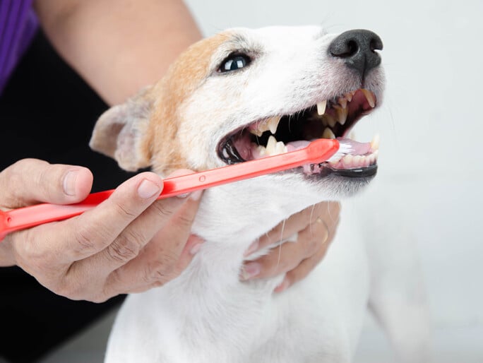 Un perro al que le cepillan los dientes 