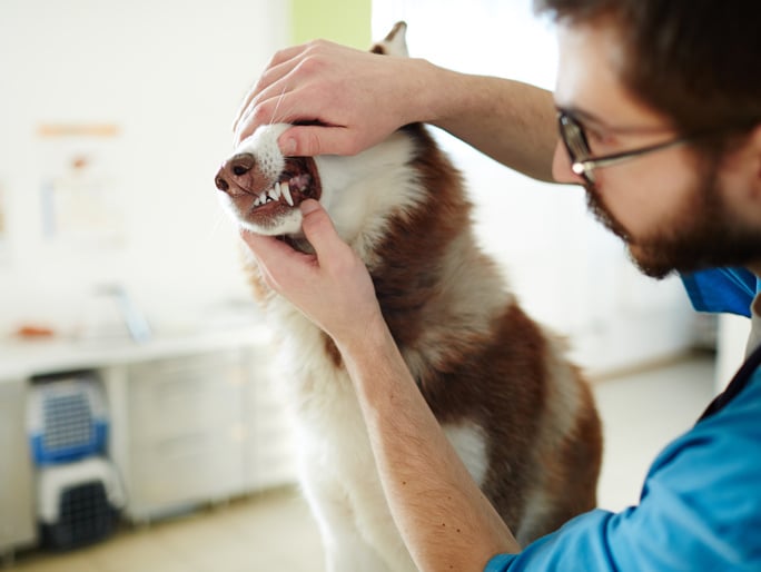 Un médico veterinario que examina los dientes de un husky