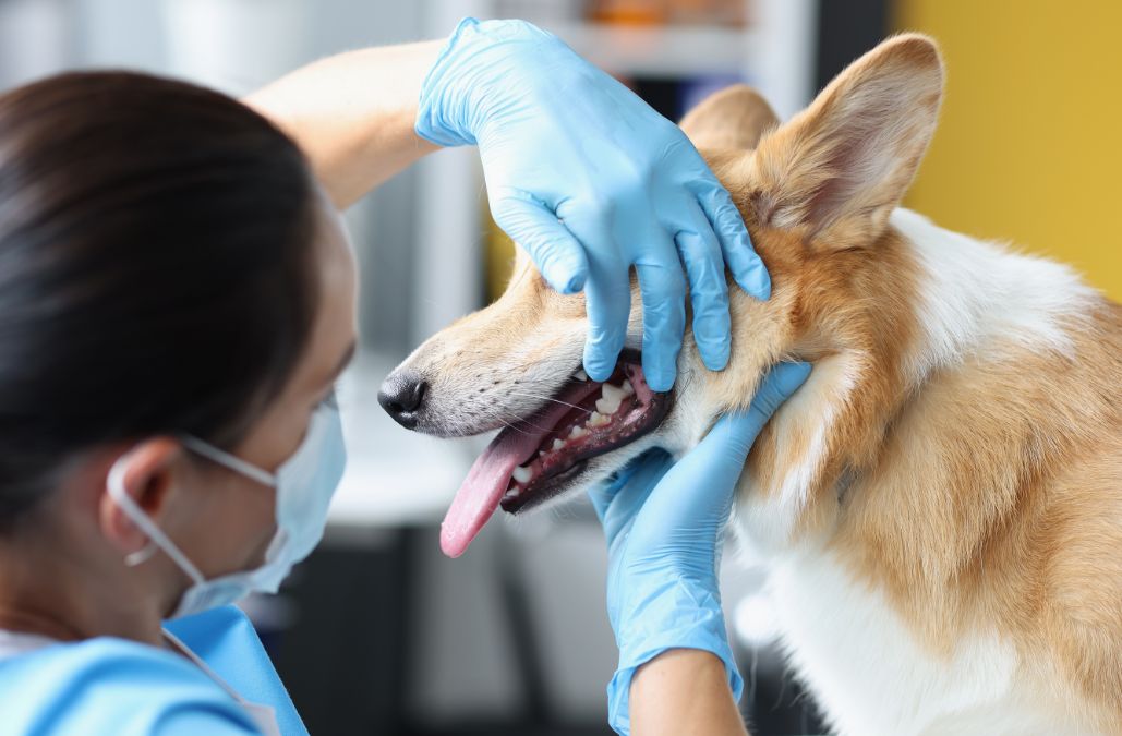 Un veterinario revisando los dientes de un perro