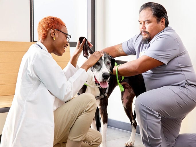 Dos médicos veterinarios que examinan las orejas flexibles de un perro grande 