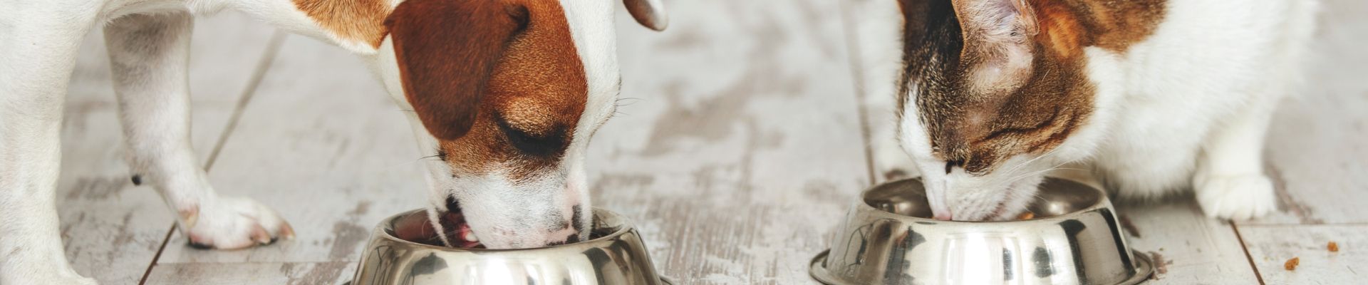 Un gato y un perro que comen uno junto al otro