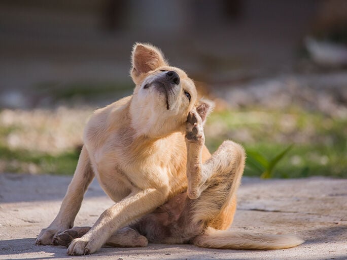 Un perro amarillo pequeño que se rasca la oreja