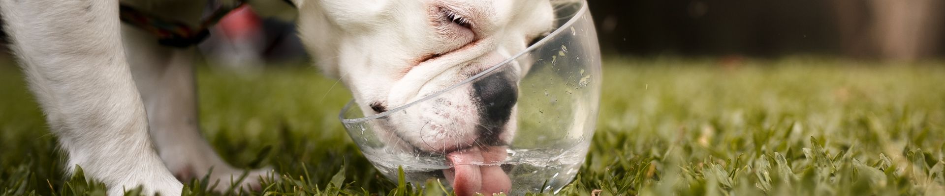 Un perro que bebe agua de un tazón transparente