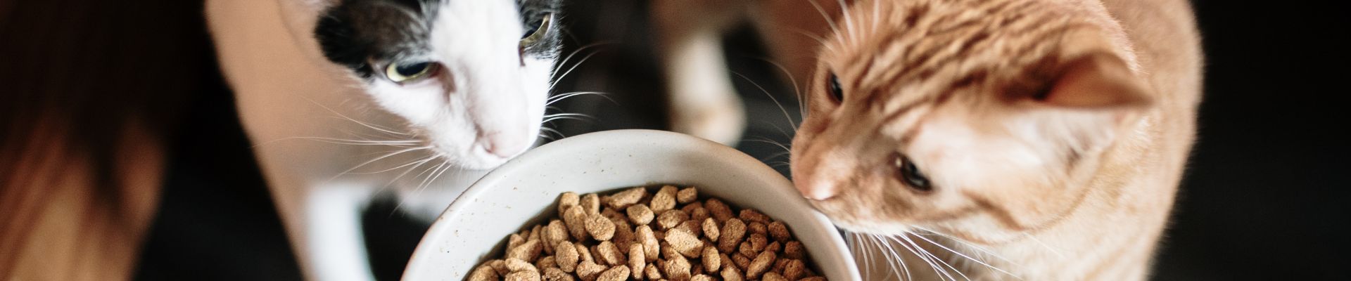 Dos gatos que miran un tazón de alimento