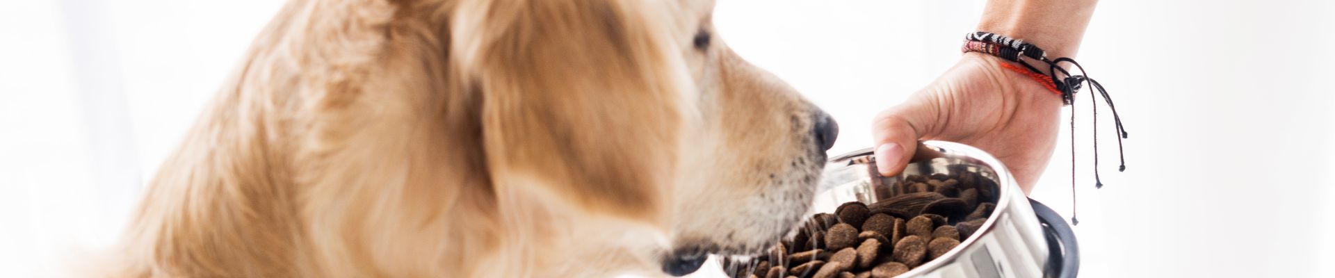 Dueño de perro sostetiendo un tazón lleno de alimento para su golden retriever
