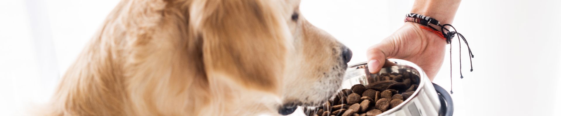 Un golden retriever que mira su tazón de alimento