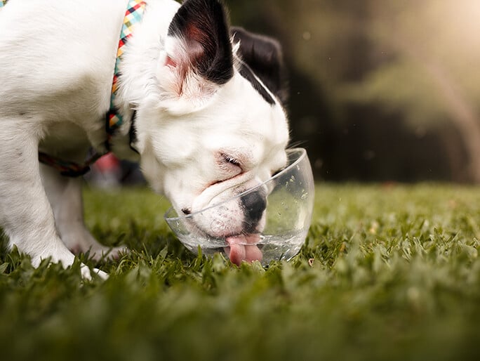 Un bulldog que bebe agua de un recipiente