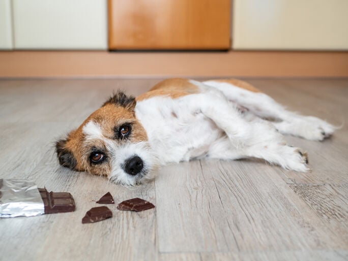 Un pequeño perro blanco y café tendido en el piso junto a una barra de chocolate abierta