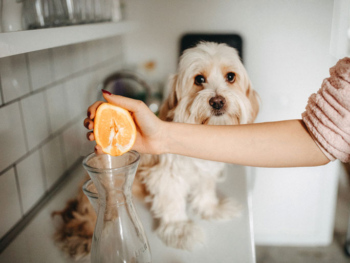 Una persona exprimiendo media naranja y un perro pequeño y desaliñado mirando en el fondo