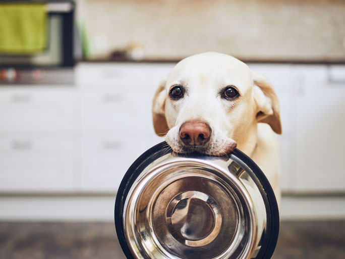Cachorro sosteniendo un recipiente esperando comida