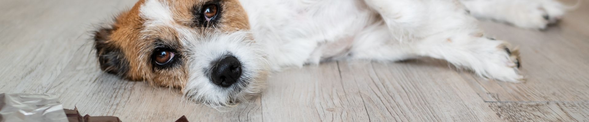 Un perro que está acostado al lado de cuadrados de chocolate