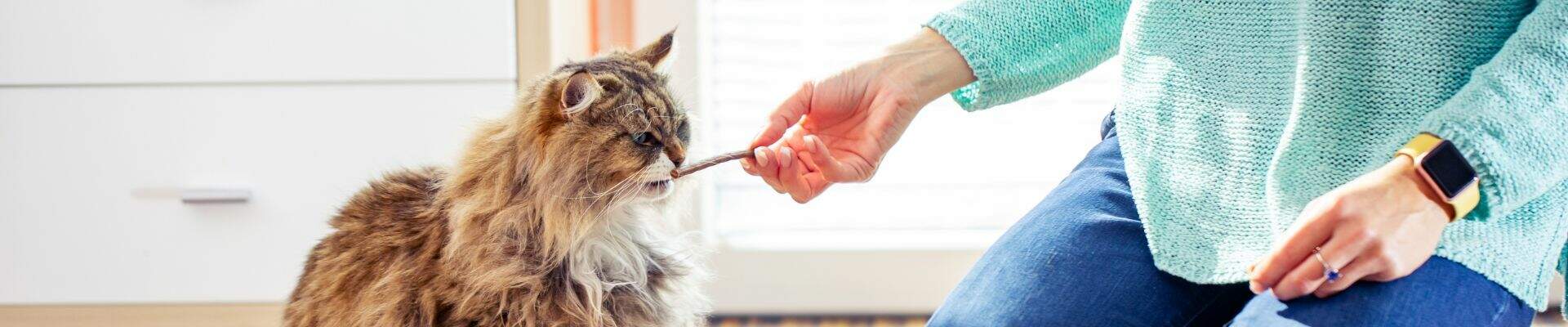 Un gato de pelo largo que come un premio de carne seca