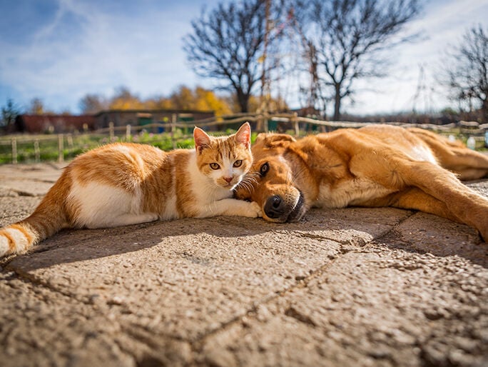 Un gato naranja y blanco y un perro café tendidos al sol uno junto al otro