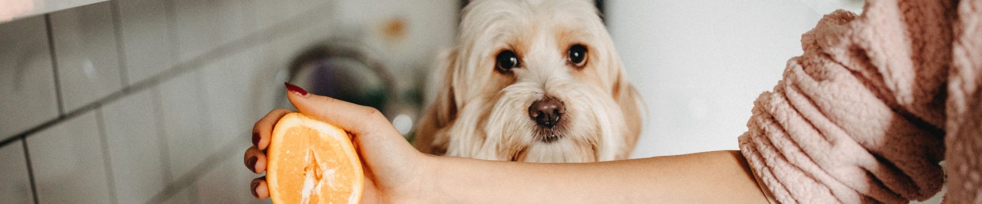 Un perro que está parado al lado de una naranja exprimida