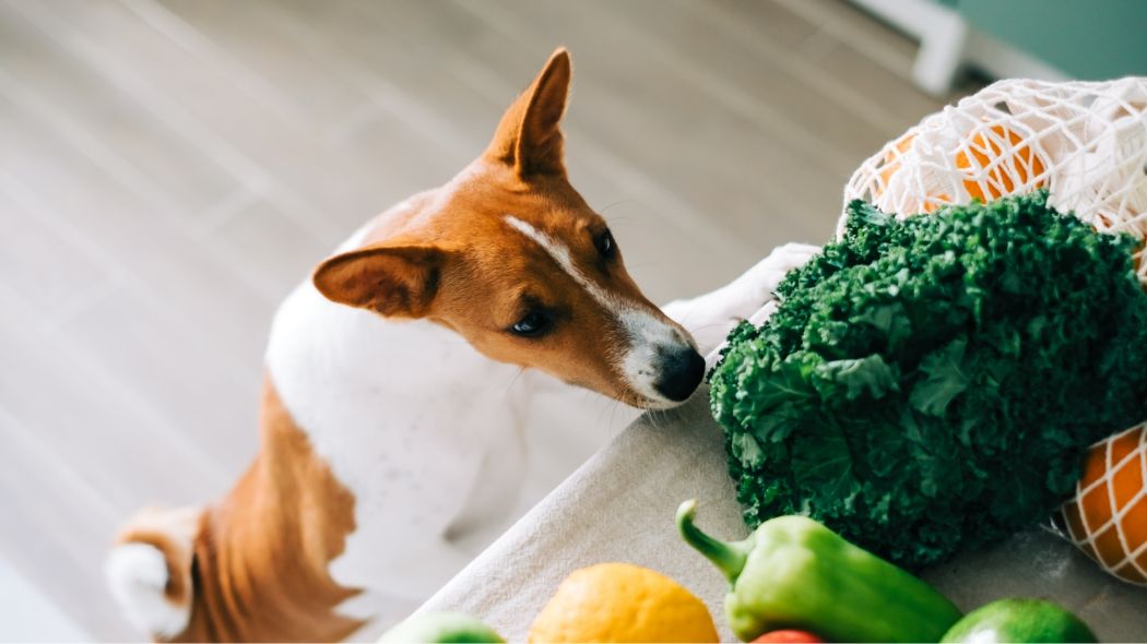 verduras de perro