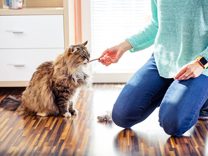 Un gato atigrado peludo come un premio de la mano de su dueña