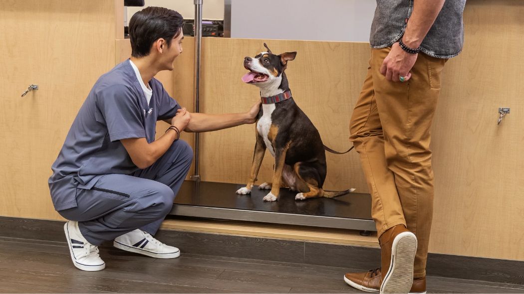 médico que pesa a un perro