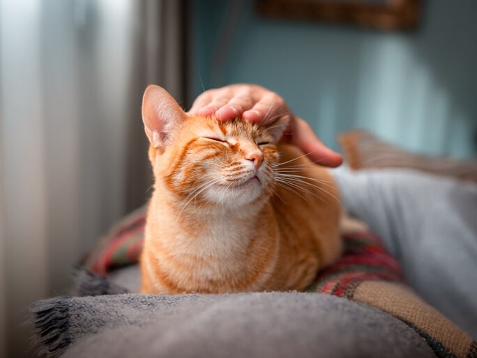 Un gato naranja siendo acariciado