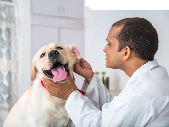 Un veterinario examinando el oído de un perro