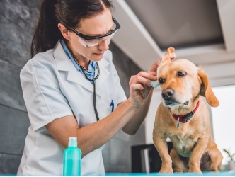 Un veterinario examinando el oído de un perro