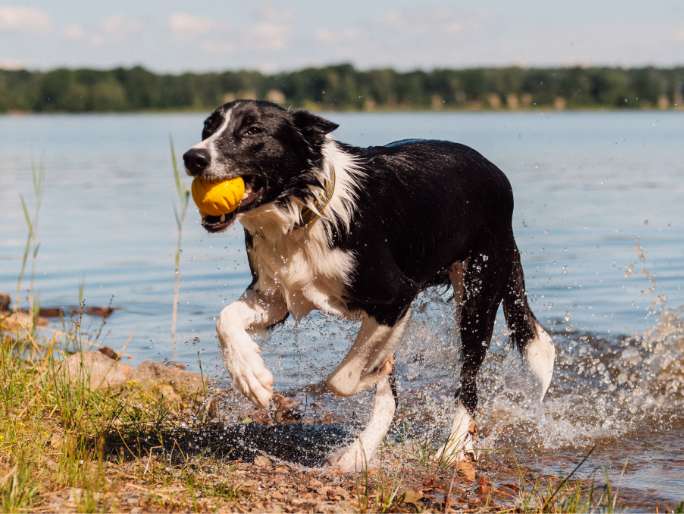 Un perro blanco y negro que juega con una pelota en un lago