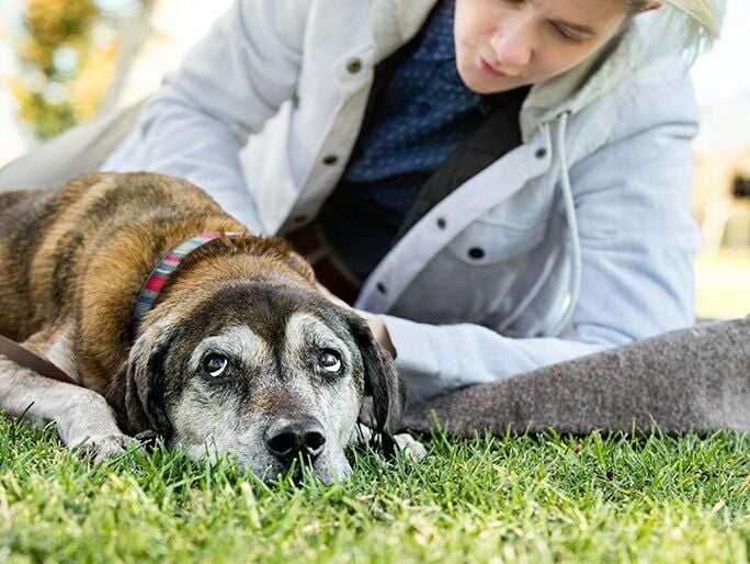 Un perro viejo tendido sobre el pasto junto a su dueño