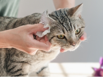 Una médica veterinaria que le limpia las orejas a un gato