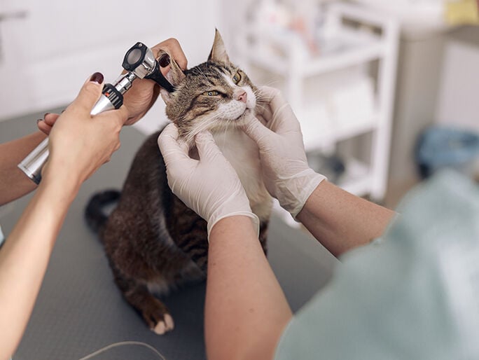 Un veterinario examinando los oídos de un gato