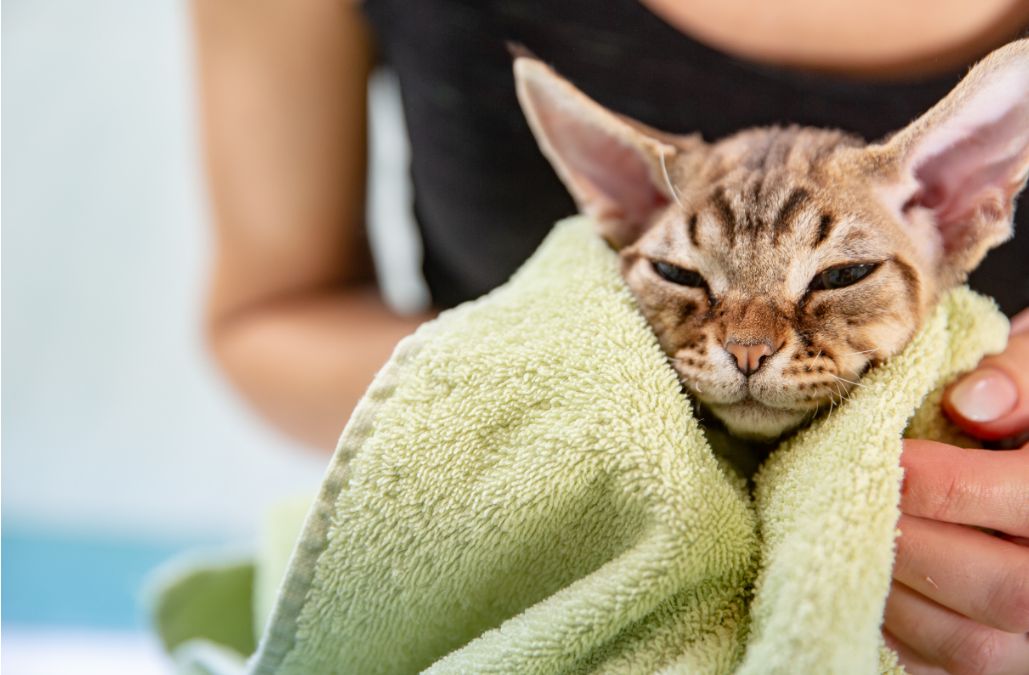 Un gato como esfinge envuelto en una toalla después de un baño