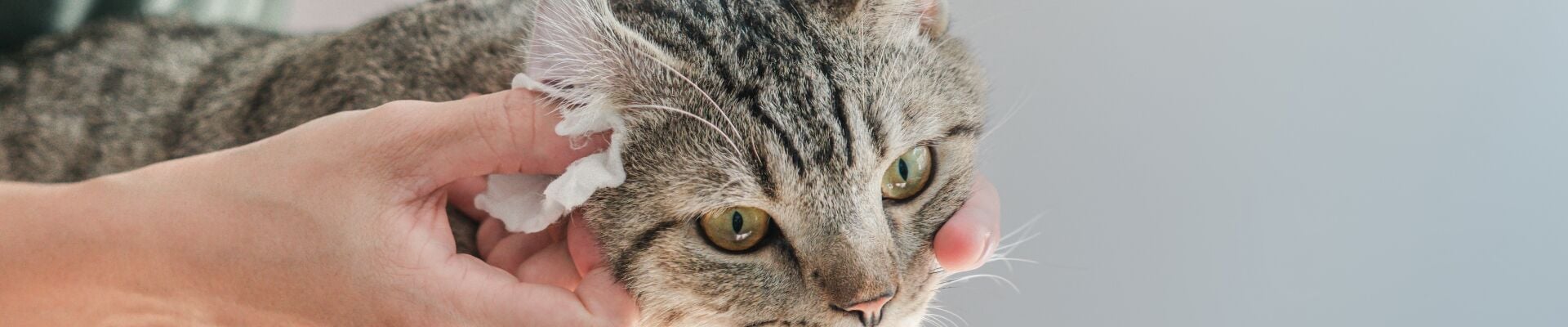 Un gato atigrado al que le examinan el oído