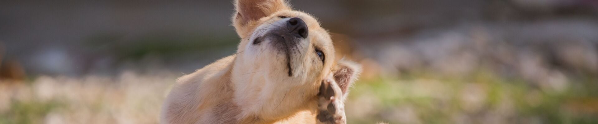 Un cachorro golden retriever rascándose una oreja