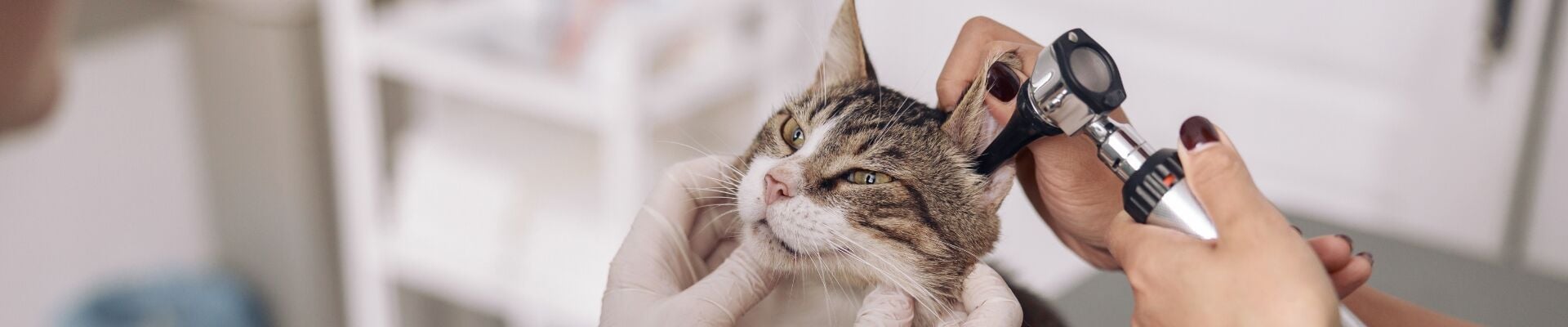 Un gato manx al que le examinan el oído