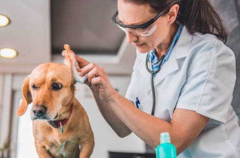 Un veterinario examinando las orejas caídas de un perro