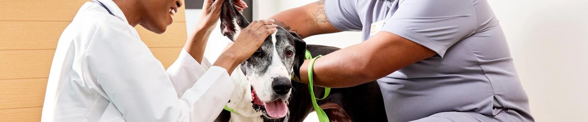Dos veterinarios examinando los oídos de un perro