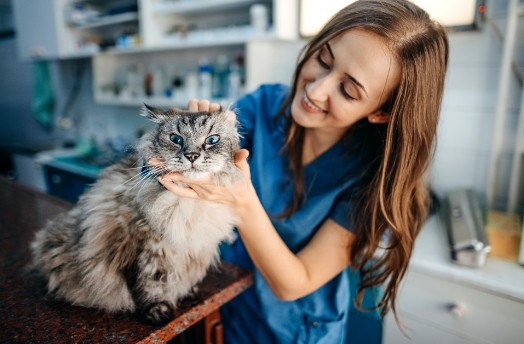 Un veterinario acariciando a un gato gris peludo