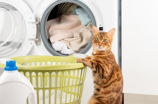 Un gato atigrado junto a una lavadora 