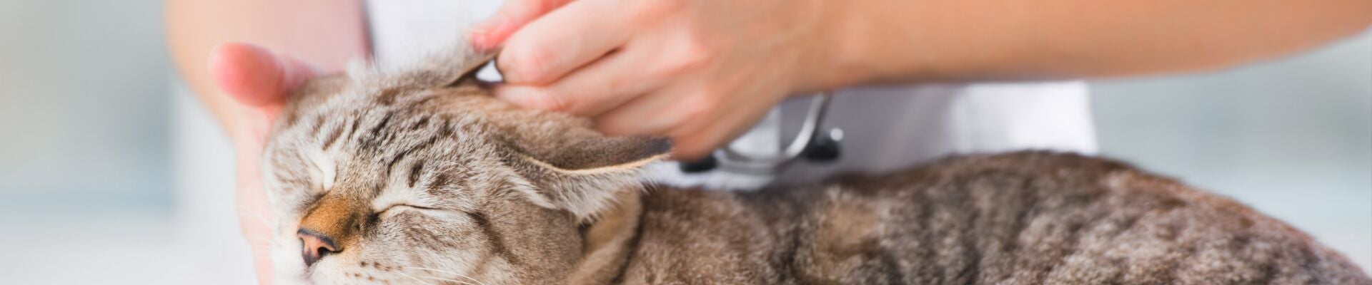 Un gato atigrado al que le aplican medicamento para tratar el oído