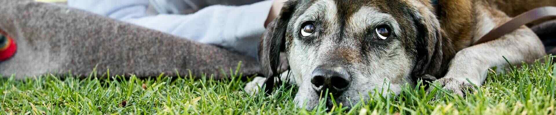 Un perro con ojos lánguidos que está recostado en el pasto 