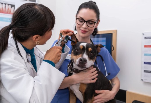 Médico revisando el oído de un perro