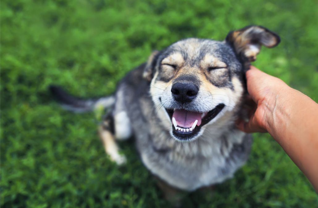 Un perro muy feliz sonriendo a la cámara