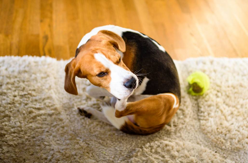 Un beagle se masticando/rascándose una pata trasera