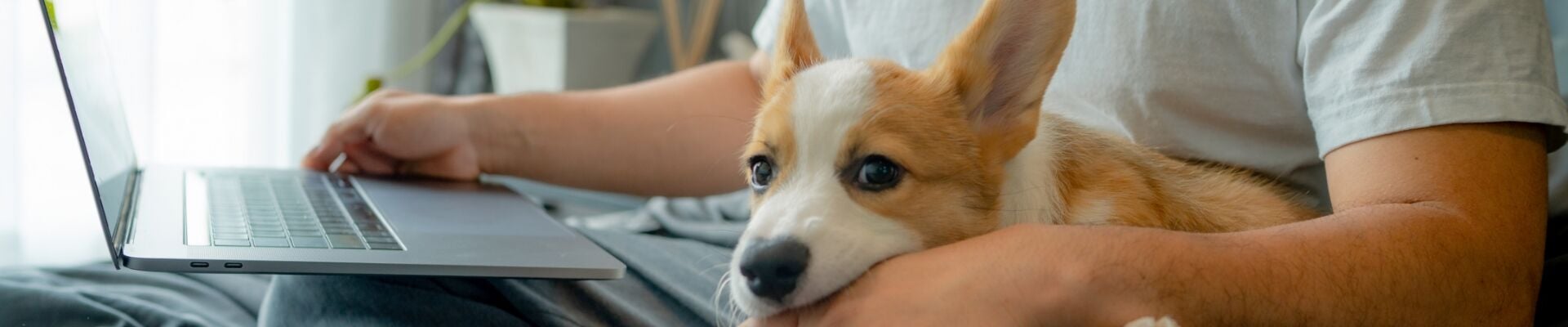 Un corgi que está recostado en el regazo de su dueño