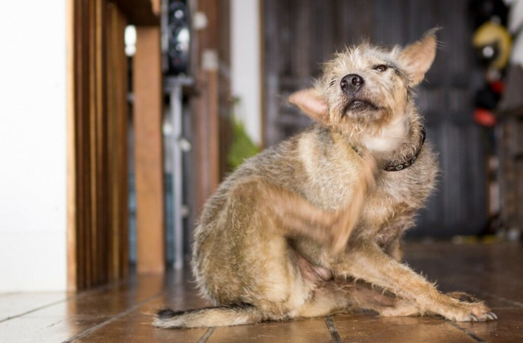 Un perro greñudo rascándose una oreja 