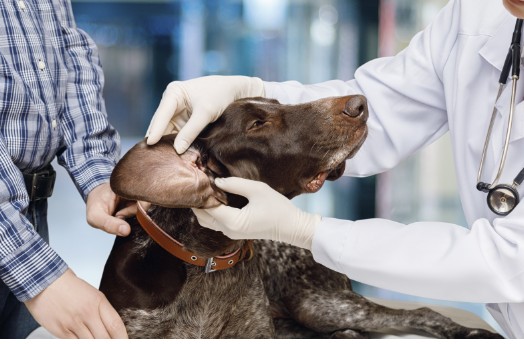 Un veterinario examinando las orejas caídas de un perro café