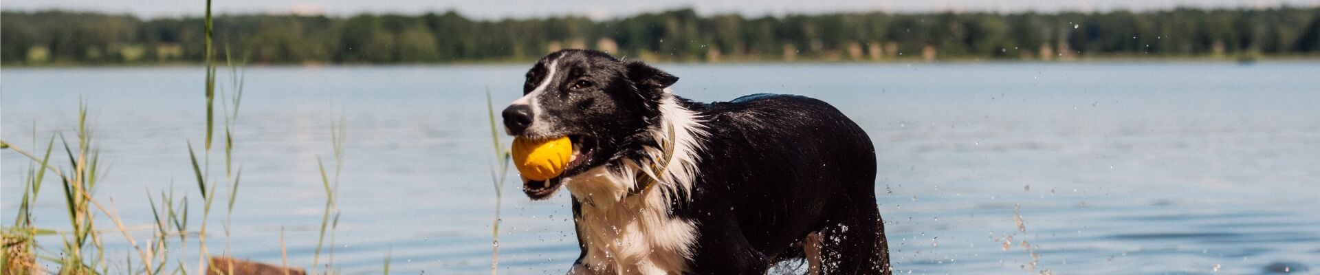 Un border collie que trae una pelota amarilla del río