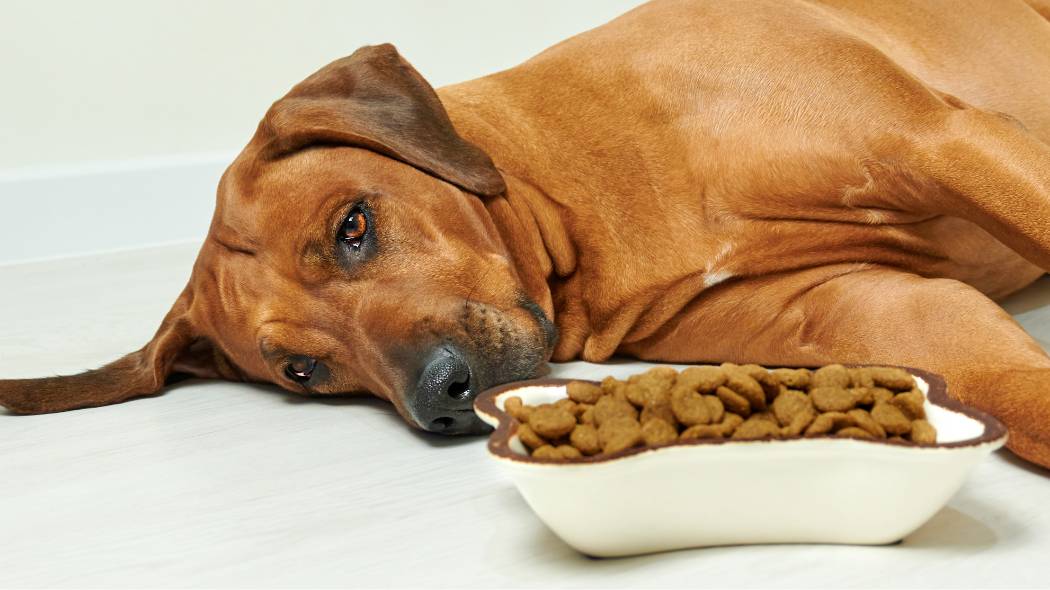 Un perro café grande tendido junto a un tazón de comida para perros