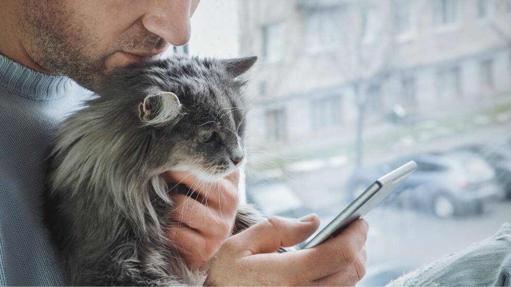Un hombre revisando su teléfono con su esponjado gato gris en el regazo
