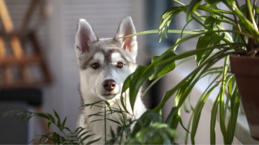Un cachorro sentado detrás de una planta en maceta