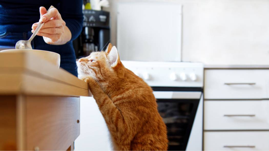 Un gato naranja con las patas sobre una mesa pidiendo comida