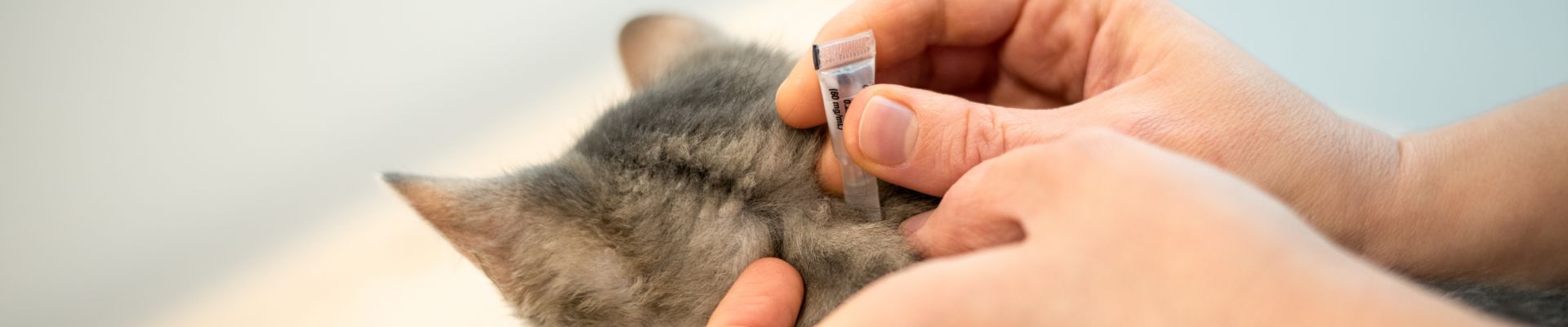 Un gato al que le aplican la medicina para combatir las pulgas